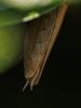 Mantis religiosa